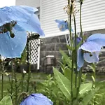 Arctic Garden