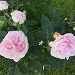 Гостевой дом Arctic Garden Лёдинген