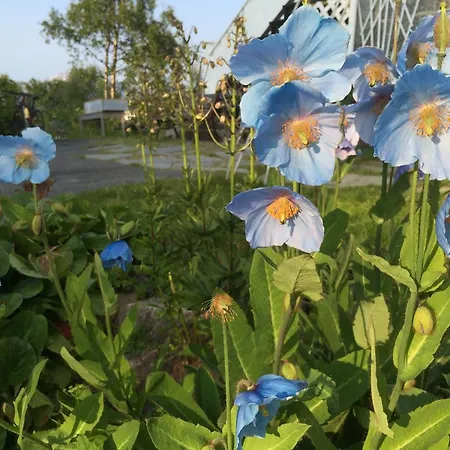 Arctic Garden Lodingen