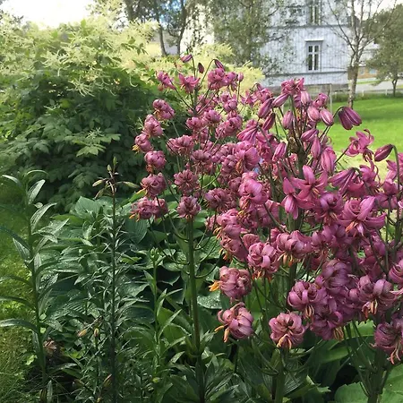 Arctic Garden Lodingen