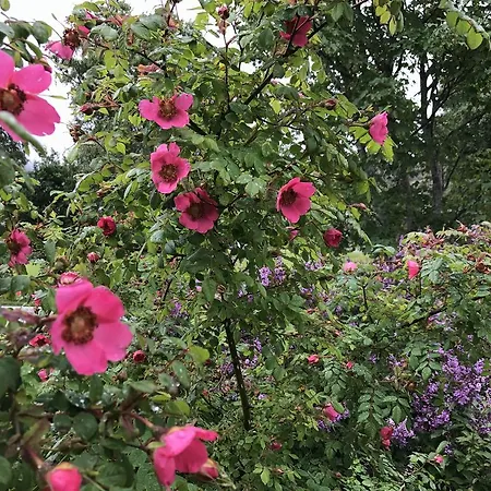 Arctic Garden Konukevi *