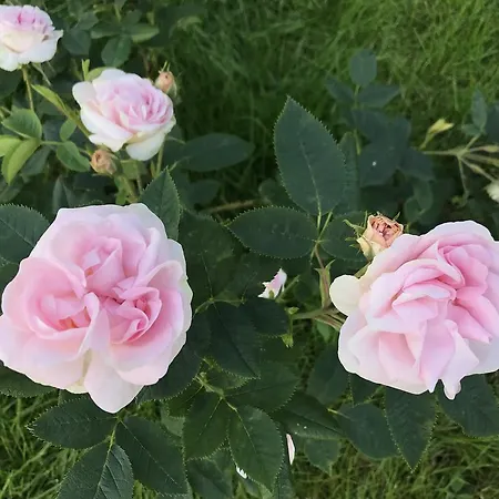 Konukevi Arctic Garden Lodingen