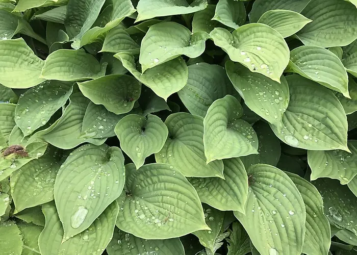 Arctic Garden בית הארחה לודינגן