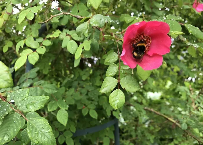 Arctic Garden בית הארחה *