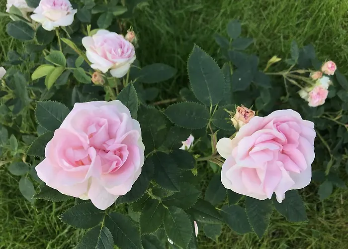 בית הארחה Arctic Garden לודינגן