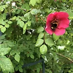Arctic Garden Pensionat *