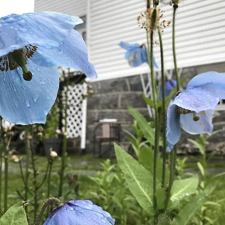 Arctic Garden
