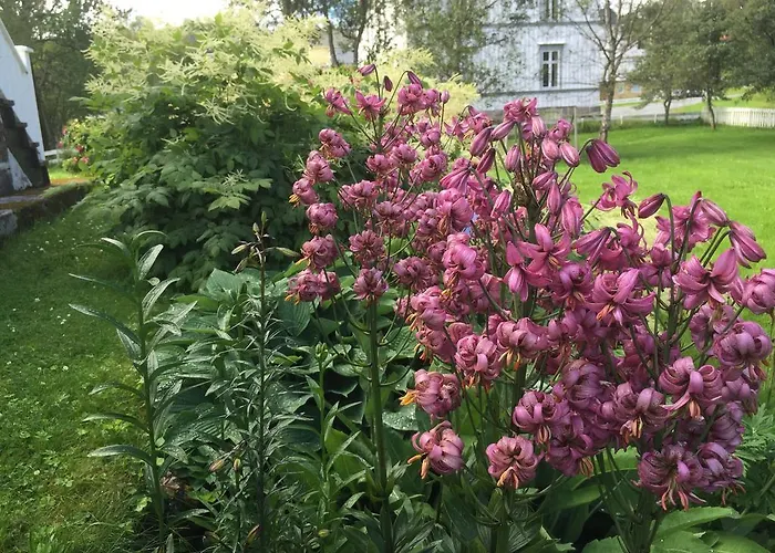 Arctic Garden Lodingen